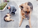 Retired police dog gets emotional after reuniting with handler she hasn’t seen in years