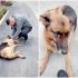 Dog curls up next to Gordon Lightfoot’s casket during memorial service: “Gordon loved dogs”