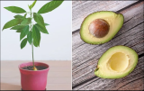 6 Tips for Growing Avocado in a Pot and for it to bear fruit