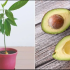 6 Tips for Growing Avocado in a Pot and for it to bear fruit