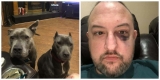 Man rescued pair of abandoned pit bulls — they repaid him by rescuing him from assault