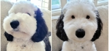 Snoopy in real life: dog named Bayley is the cartoon dog’s identical twin