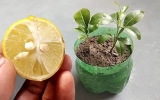 How to Grow Your Own Lemon Tree From Seed