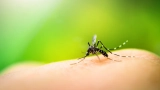 08 Natural Ways to Get Rid of Mosquitoes at Home